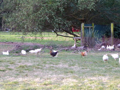 Chickens in paddock