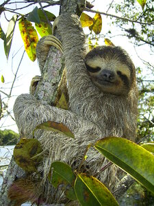 Sloth in Lake Gatun, Republic of Panama photo