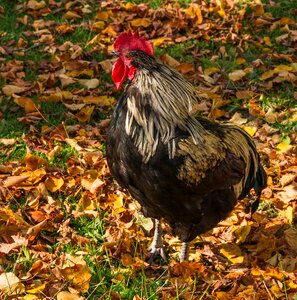 Beautiful Rooster on nature background photo