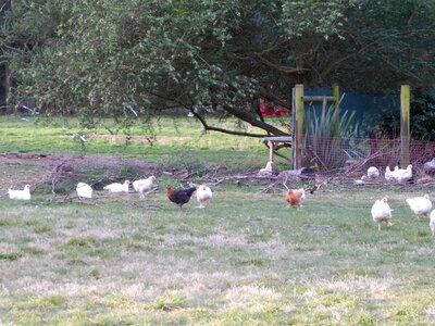 Chickens in paddock