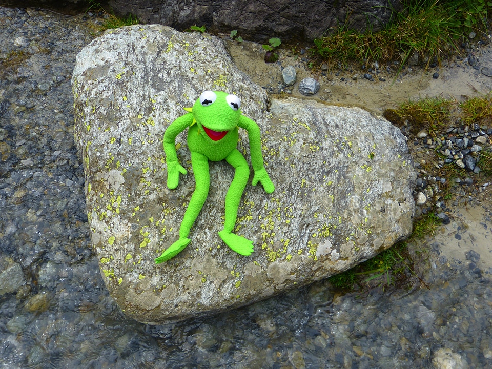 Frog love nature