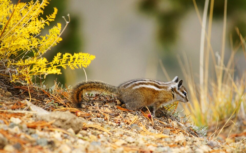 Squirrel in autumn forest