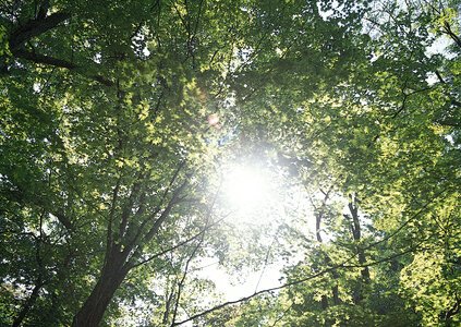 forest trees. nature green wood, sunlight backgrounds. photo