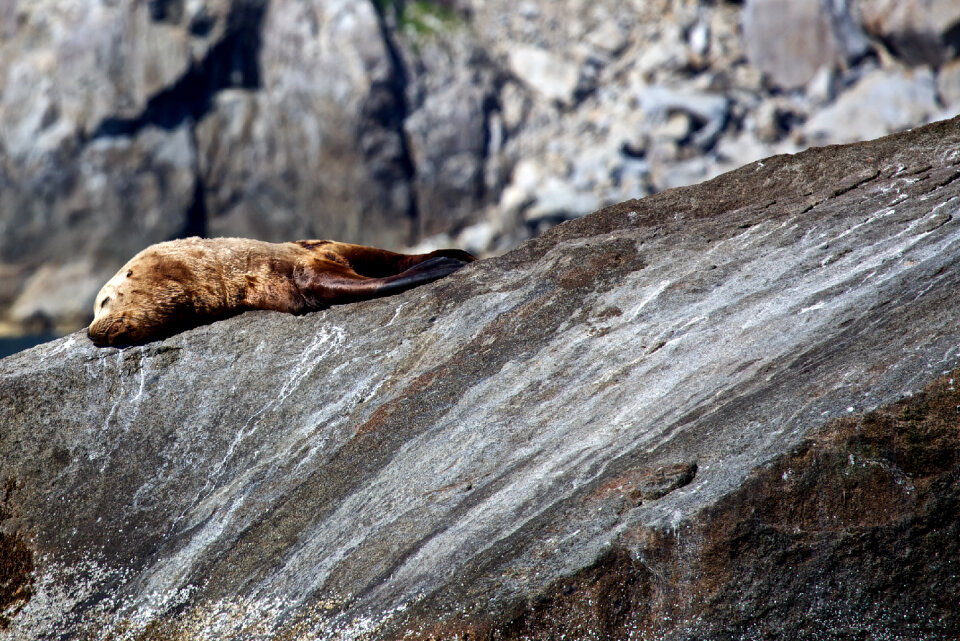 elephant seals in Kenai fjords National Park