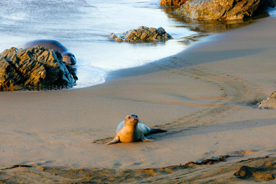 Elephant Seal at the Piedras Blancas Light Station