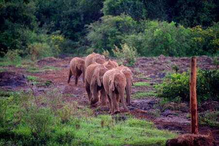 A Group of Baby Elephants Race for Food photo