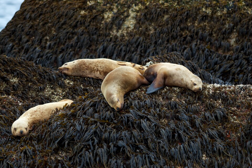 elephant seals in Kenai fjords National Park