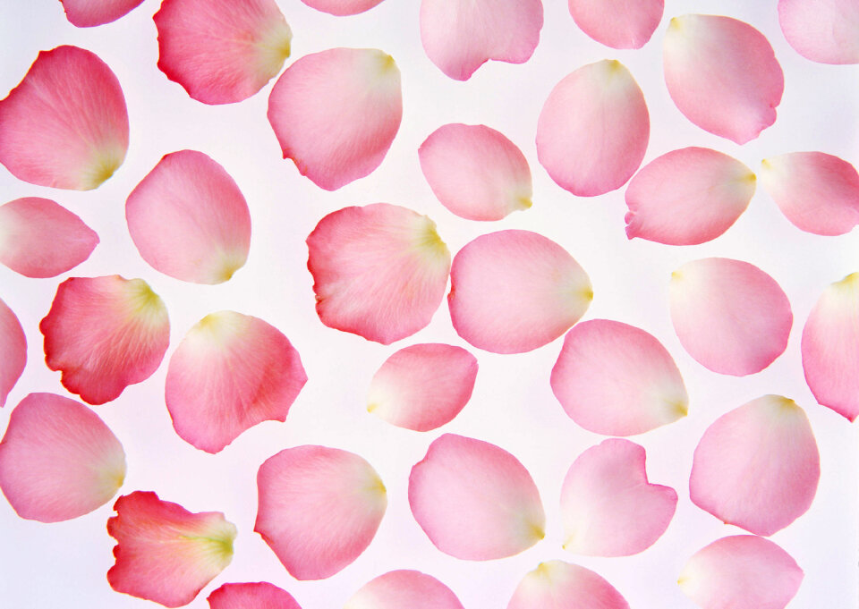 Pink rose petals isolated on white background