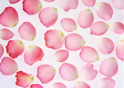 Pink rose petals isolated on white background