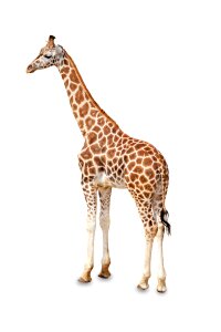 one giraffe is isolated on white background photo