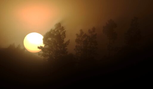 Landscape with trees, sunrise and fog