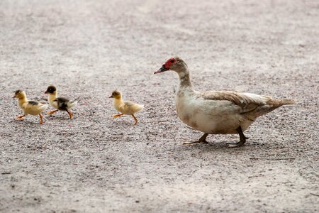 Family of ducks photo