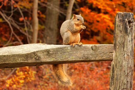 Squirrel, Autumn, acorn and dry leaves photo