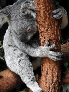 A sleeping koala photo