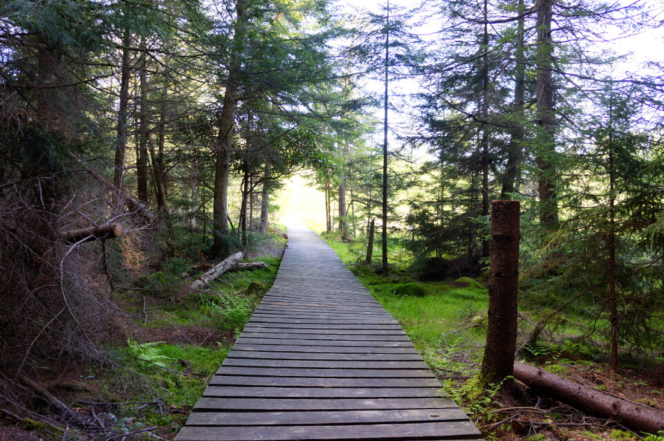 Wooden bridge through Deer Run Trail Canaan Valley
