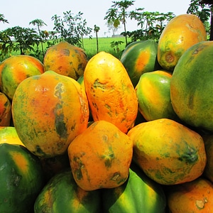 Tropical exotic heap