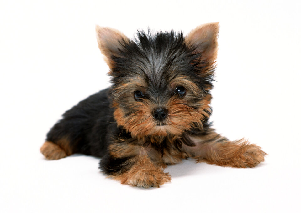yorkshire terrier puppy