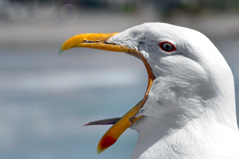 An adult Silver Gull calling