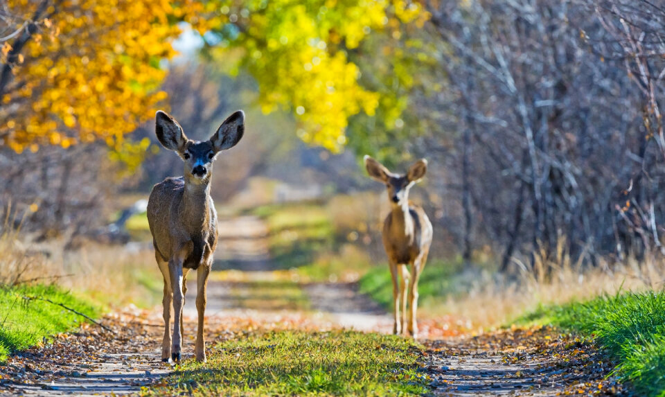 Two mule deer bucks