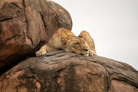 Lazy lion sleeping on rocks photo
