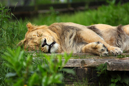 Sleeping lion in Chester Zoo photo