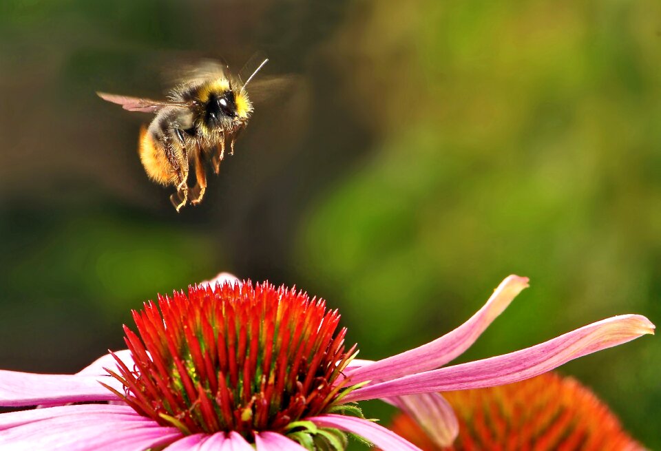 bumblebee bee on the flower sobirat honey
