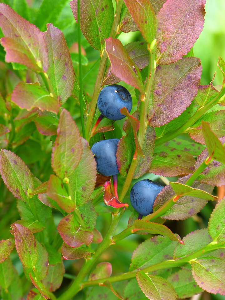Ericaceae dwarf shrub leaves