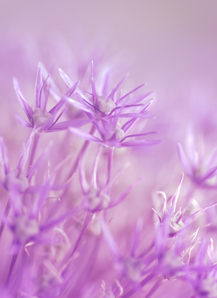 Pink girly purple flower