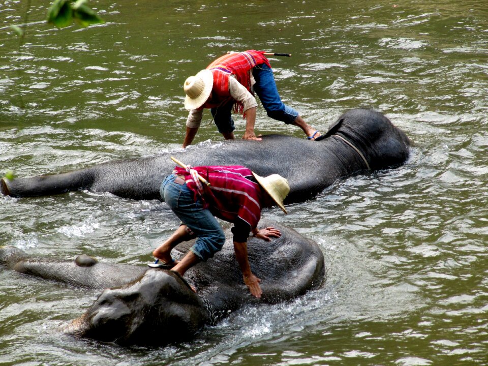 Elephant group in the river photo