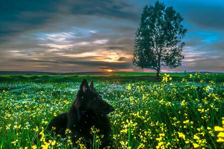 labrador retriever on nature photo