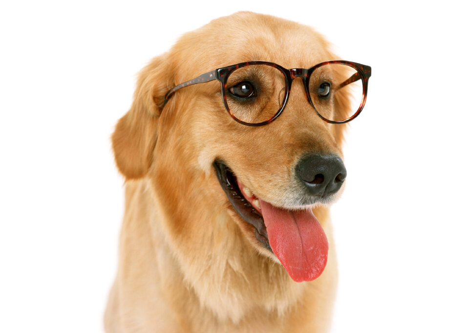 Dachshund with eyeglasses