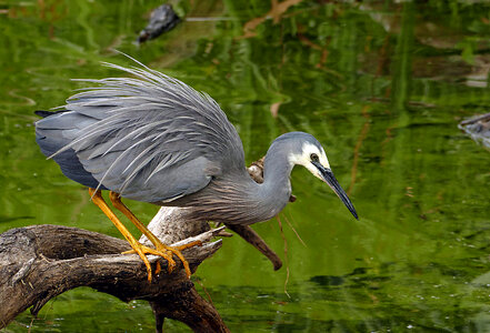 white-faced heron photo