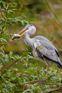 heron with fish photo