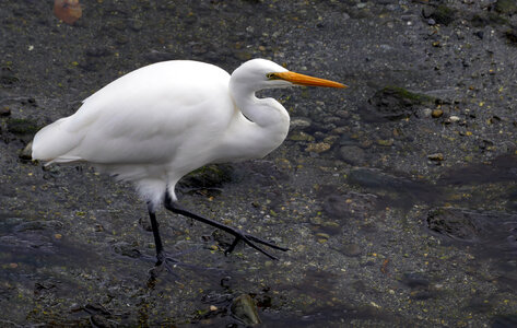 Great White Heron