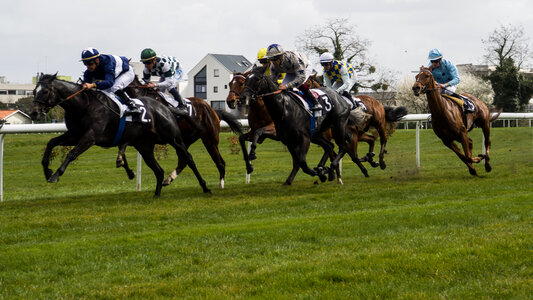 galloping race horses in racing competition photo