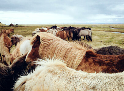 Group of young horses on the pasture