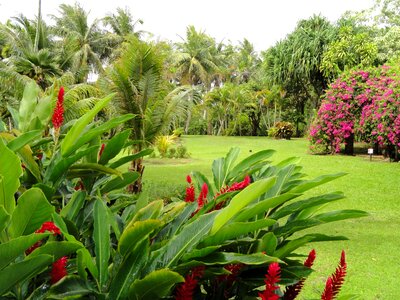Sankyo Garden, Guam photo