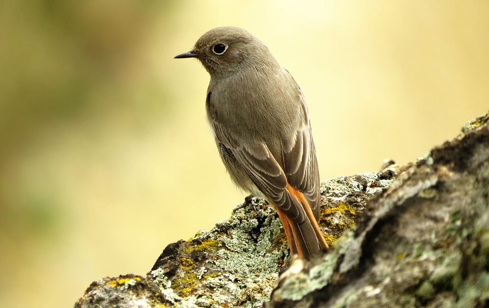Animal winged feathered