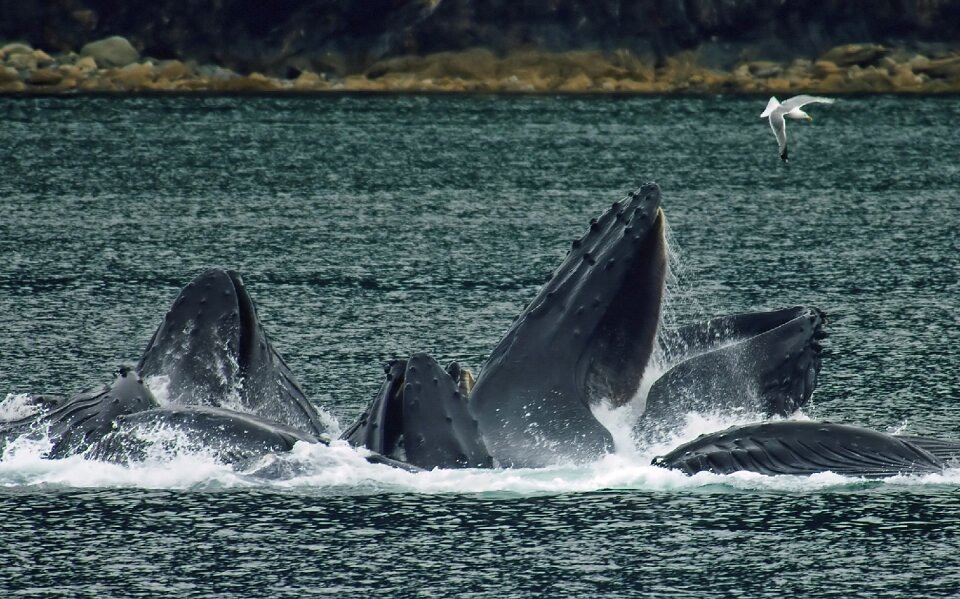 Humpback whales in North Pass