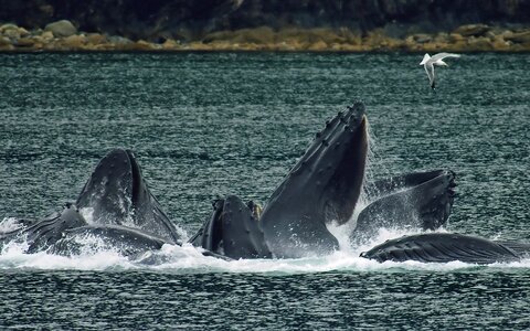Humpback whales in North Pass photo