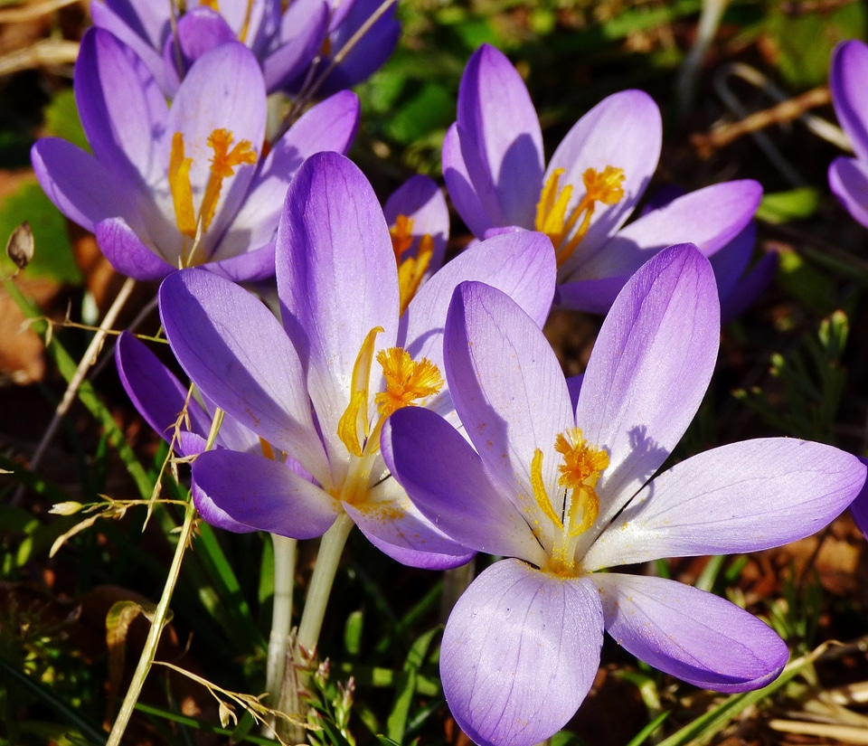Spring garden nature