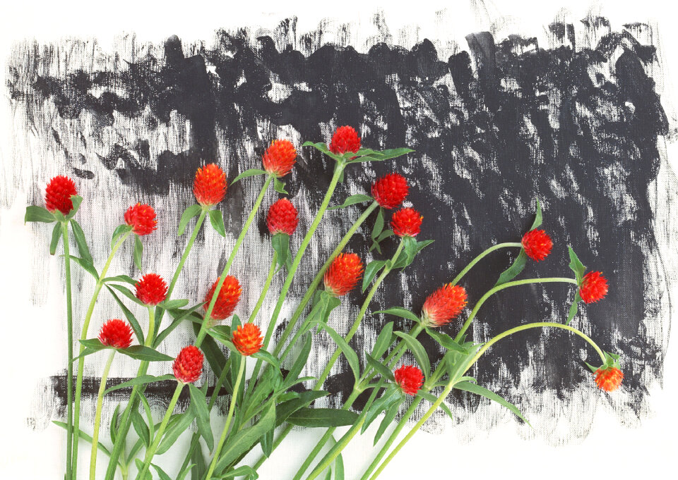 Red Thistle flower, aster flower,