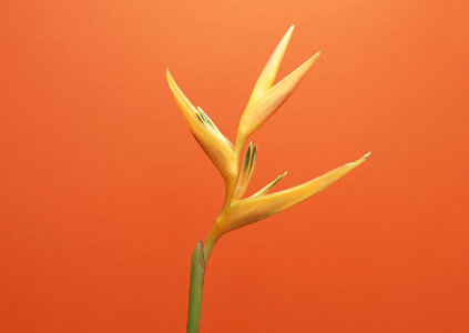 Bird of Paradise flower, flower from orange red background photo