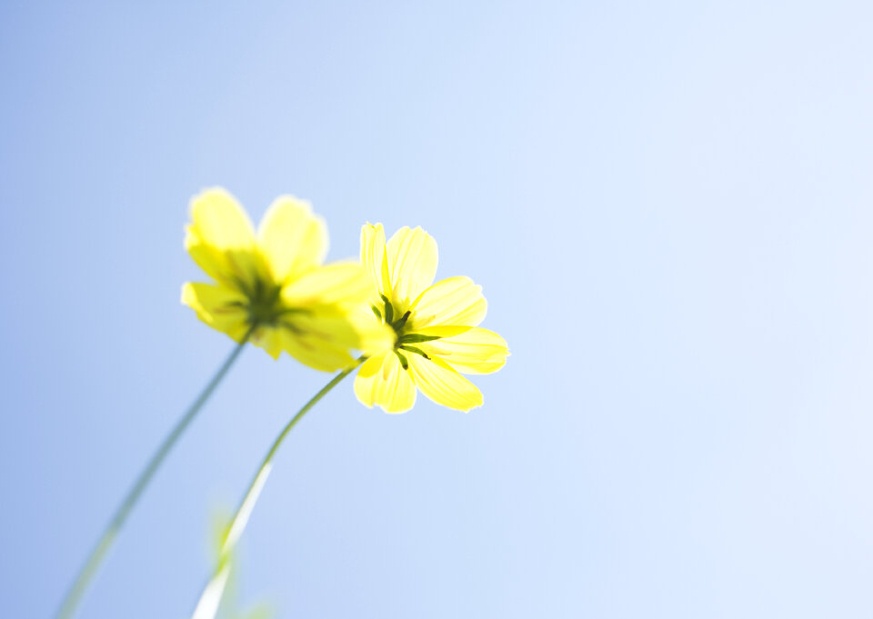 yellow daisy flower, macro.