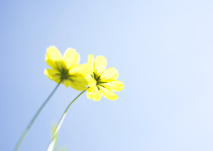yellow daisy flower, macro.