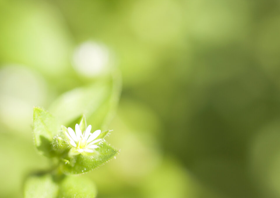 Lawn daisy, Bellis perennis