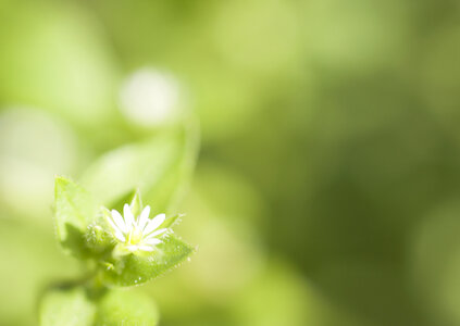 Lawn daisy, Bellis perennis