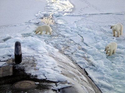 polar bears go on snow-covered tundra