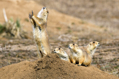 Group of prairie dogs standing upright