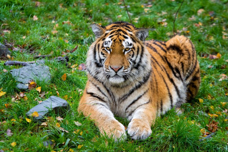 Siberian Tiger on the green grass